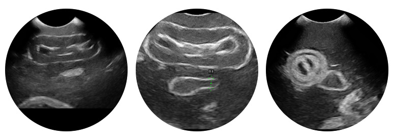 VET4850 Lillie Canine Ultrasound Phantom Training Kit Position 2