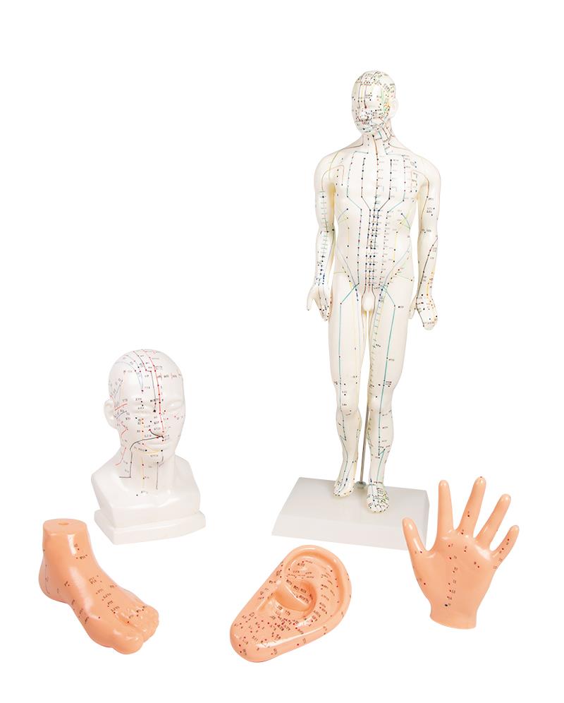 Chinese acupuncture set, 5 models