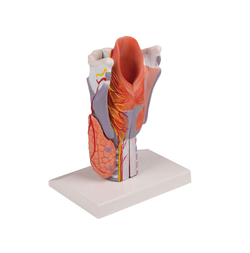 Larynx Model, 2 times enlarged, 5-part