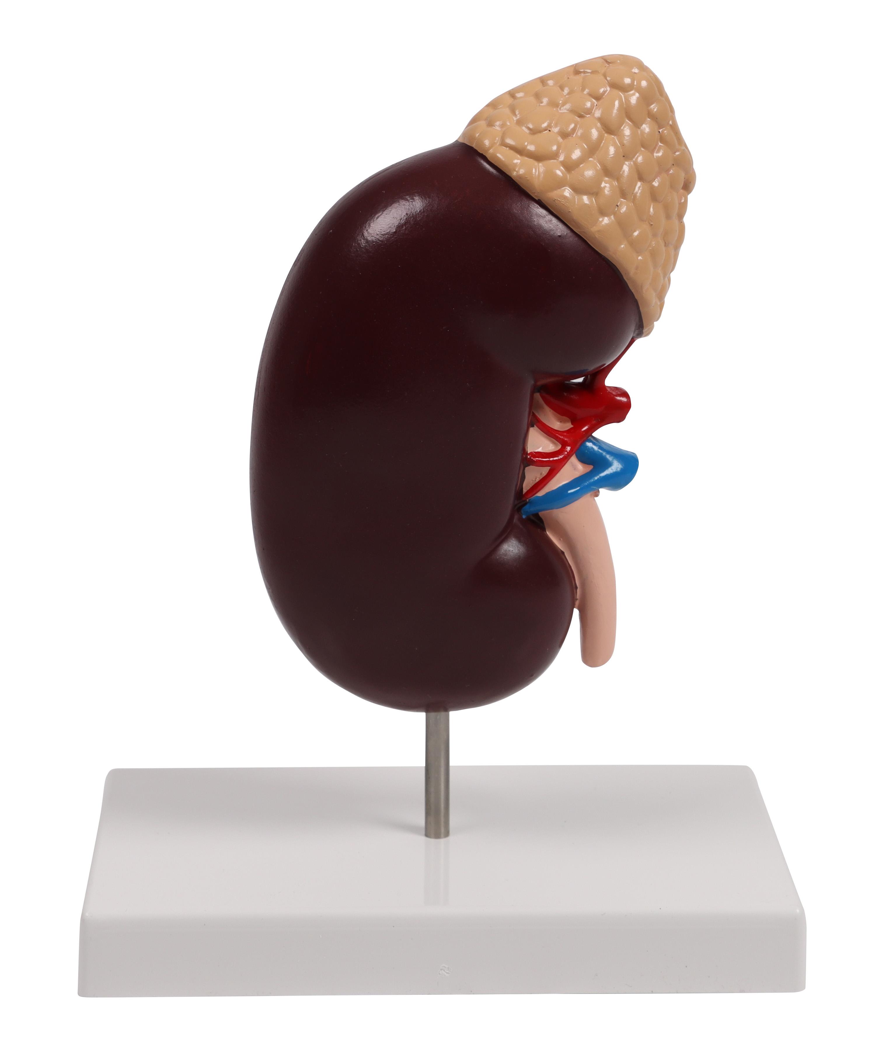 Kidney-model-2-times-life-size-EZ-Augmented-Anatomy-2