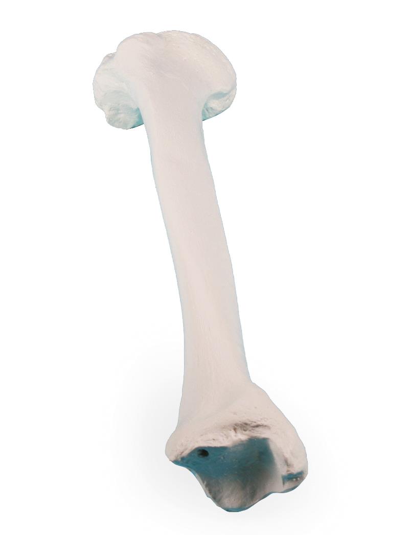 Tibia (Schienbein)