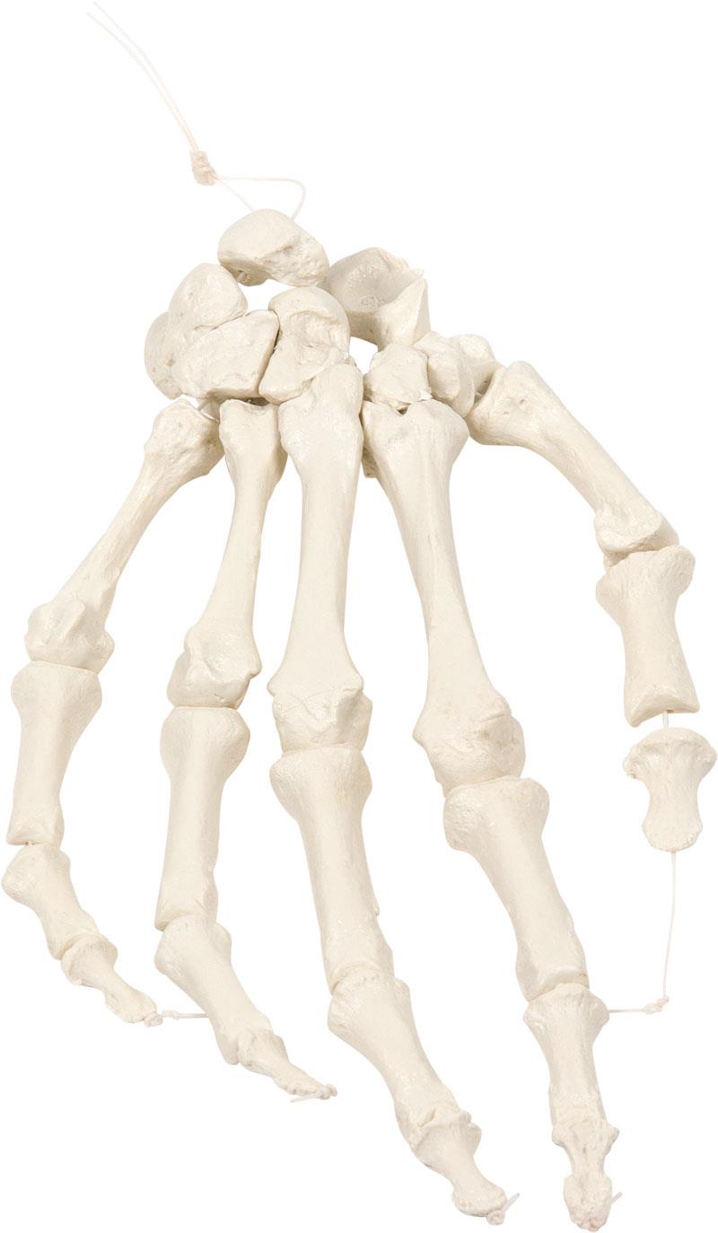 Squelette main au nylon