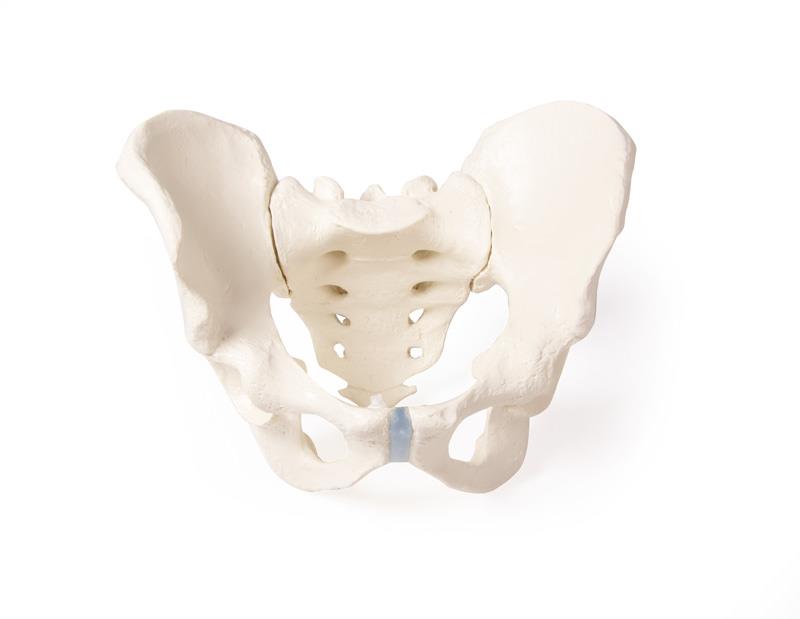 Male pelvis with sacrum