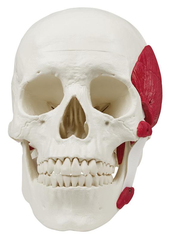 Crâne avec muscles masticateurs, 3 parties