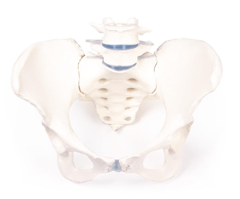 Female pelvis with sacrum and 2 lumbar vertebrae