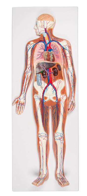 Circulatory System, relief model, ½ life size