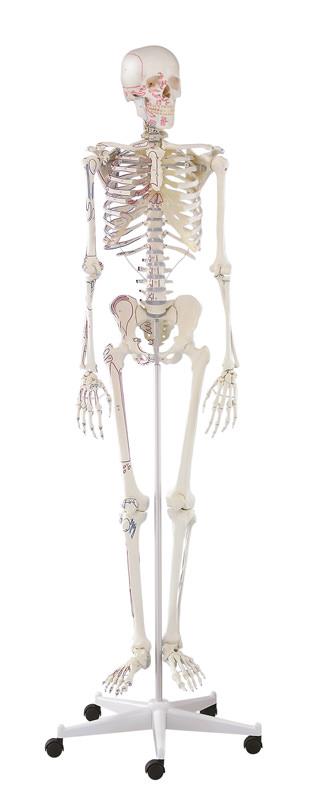 Skeleton “Arnold” with muscle markings