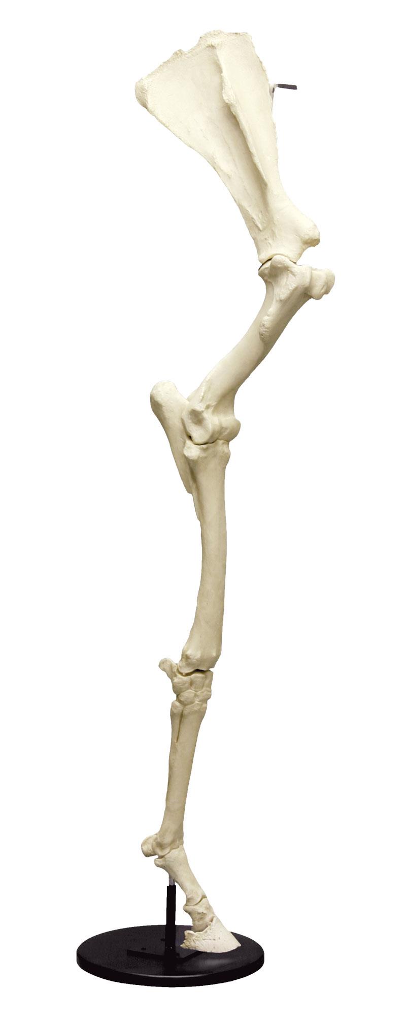 Horse Front Leg with Scapula, articulated on Base