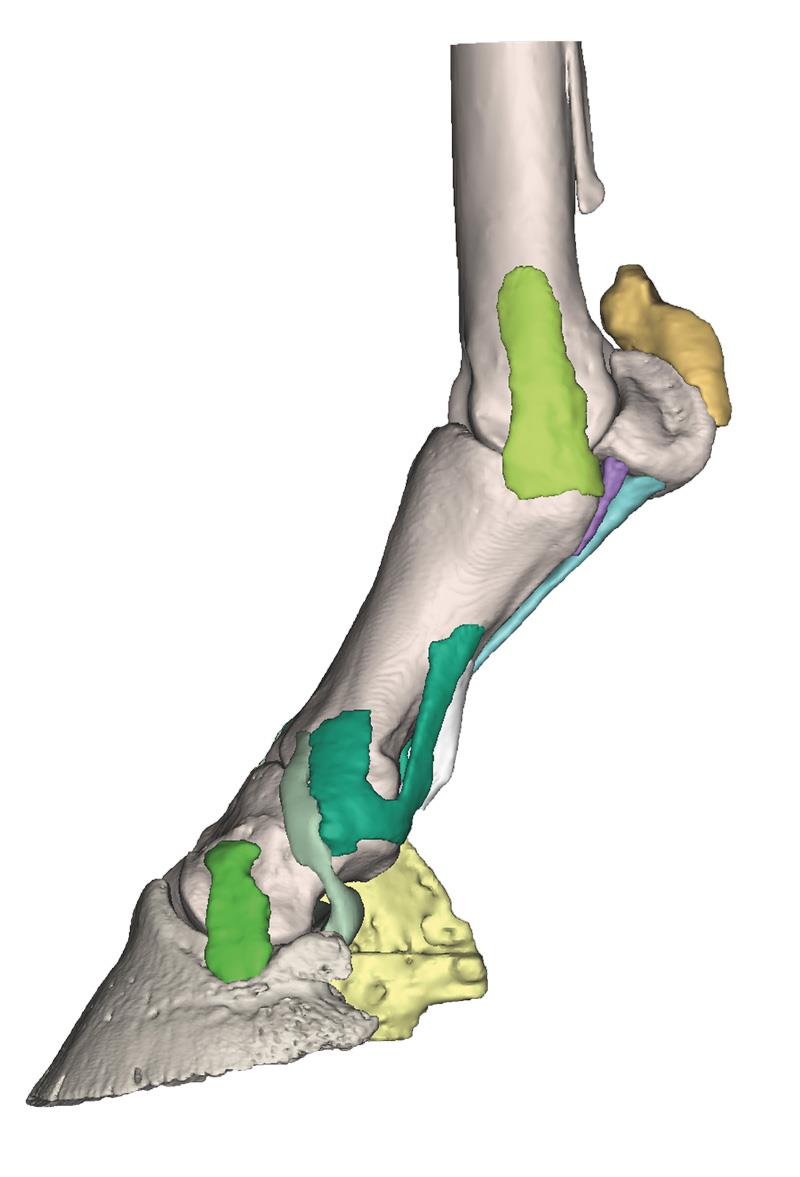 Foot of a horse as model - Model 4