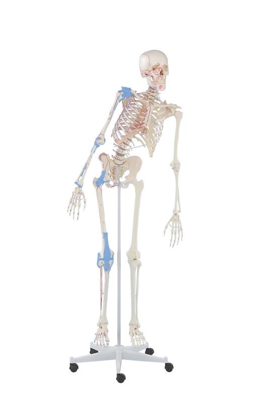 Skeleton “Max” with movable spine, muscle markings and ligaments