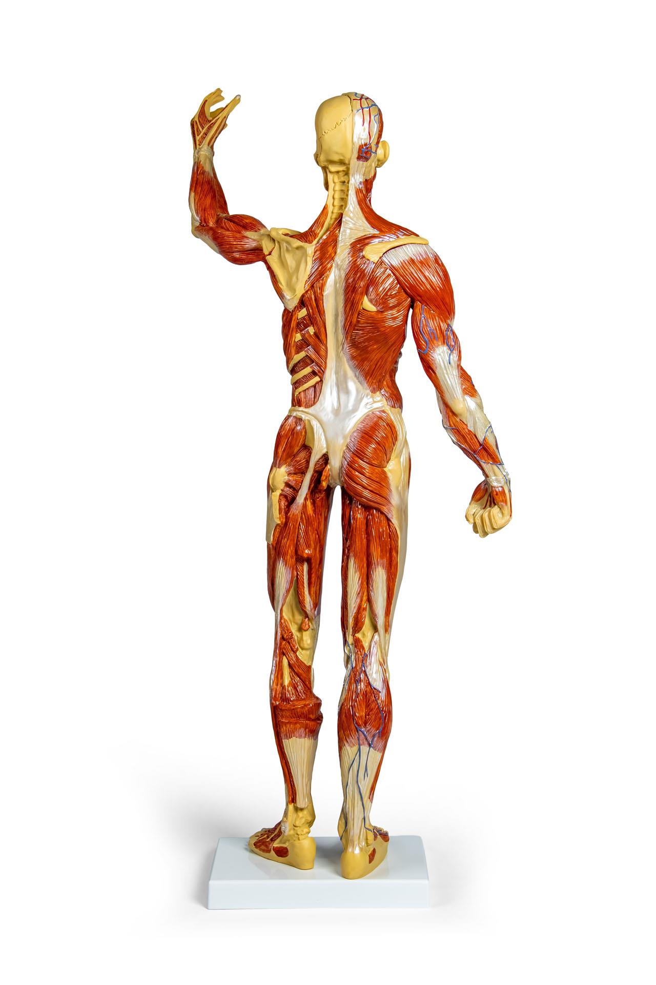 Muscular-figure-1-3-natural-size-3