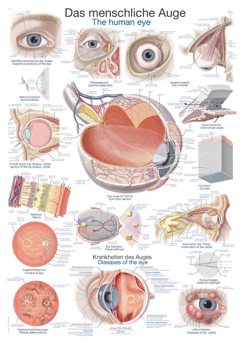 Chart The human eye, 50x70cm