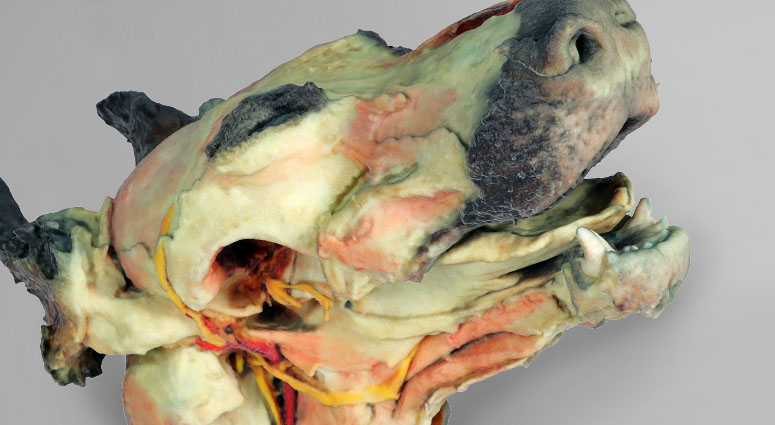 3D Anatomie Modelle