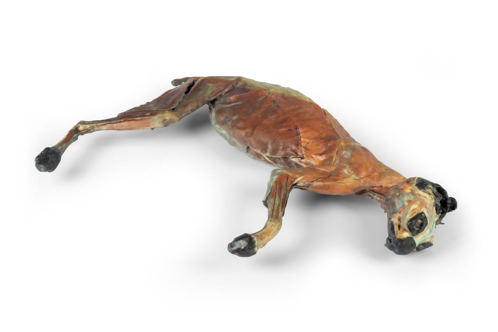 Cat Specimen (whole body)
