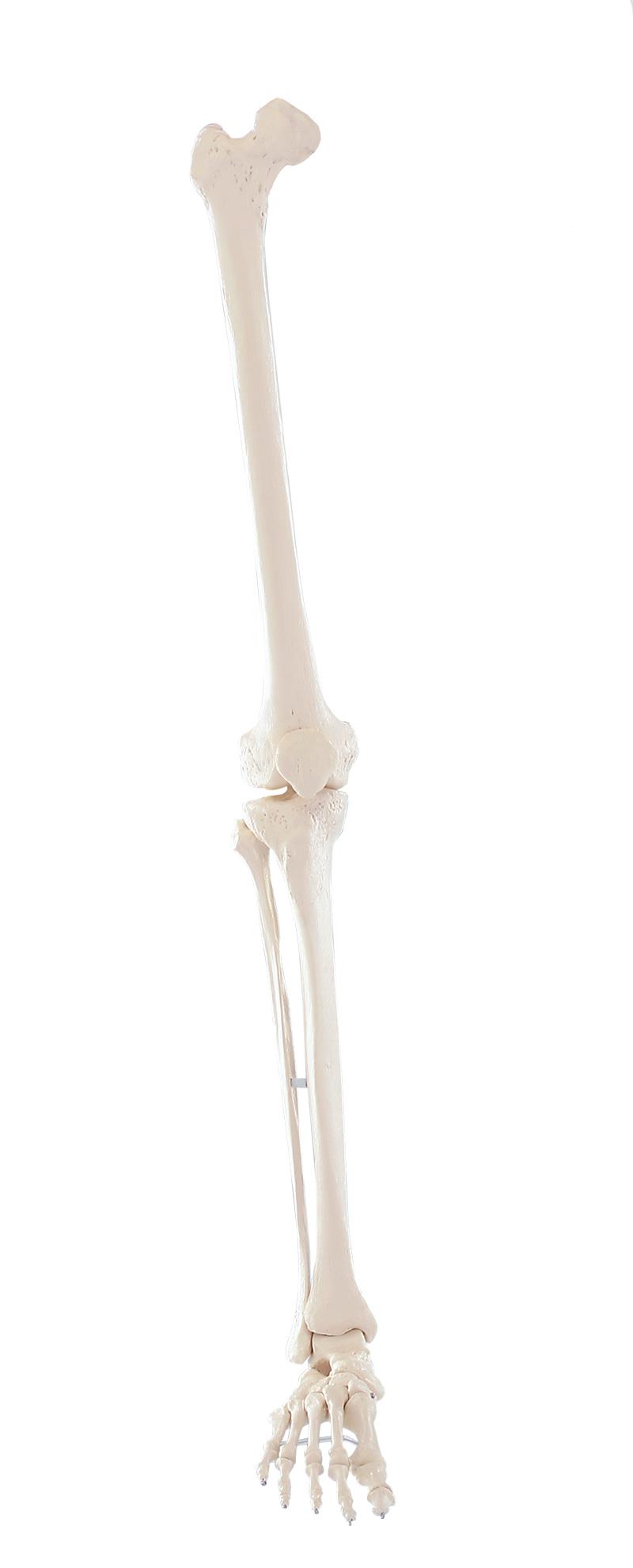 Skeleton of leg