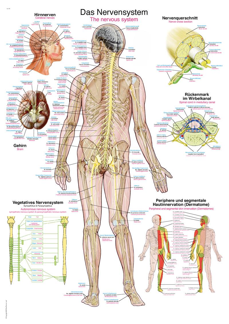 Lehrtafel "Das Nervensystem", 70x100cm