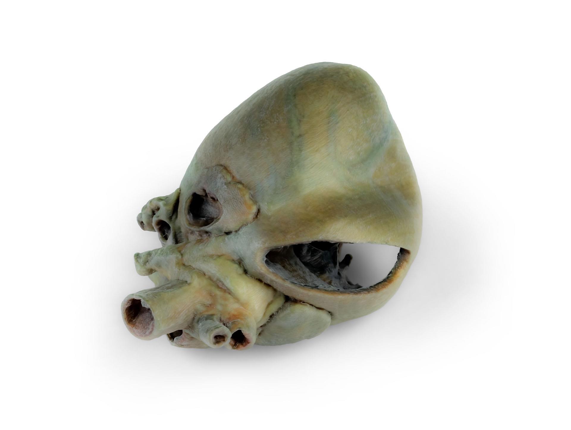 Canine-heart-with-dissection
