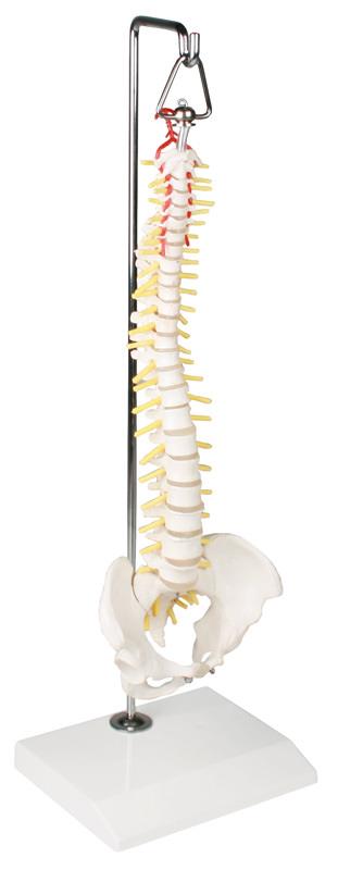 Miniature Spinal Column on hanging Stand