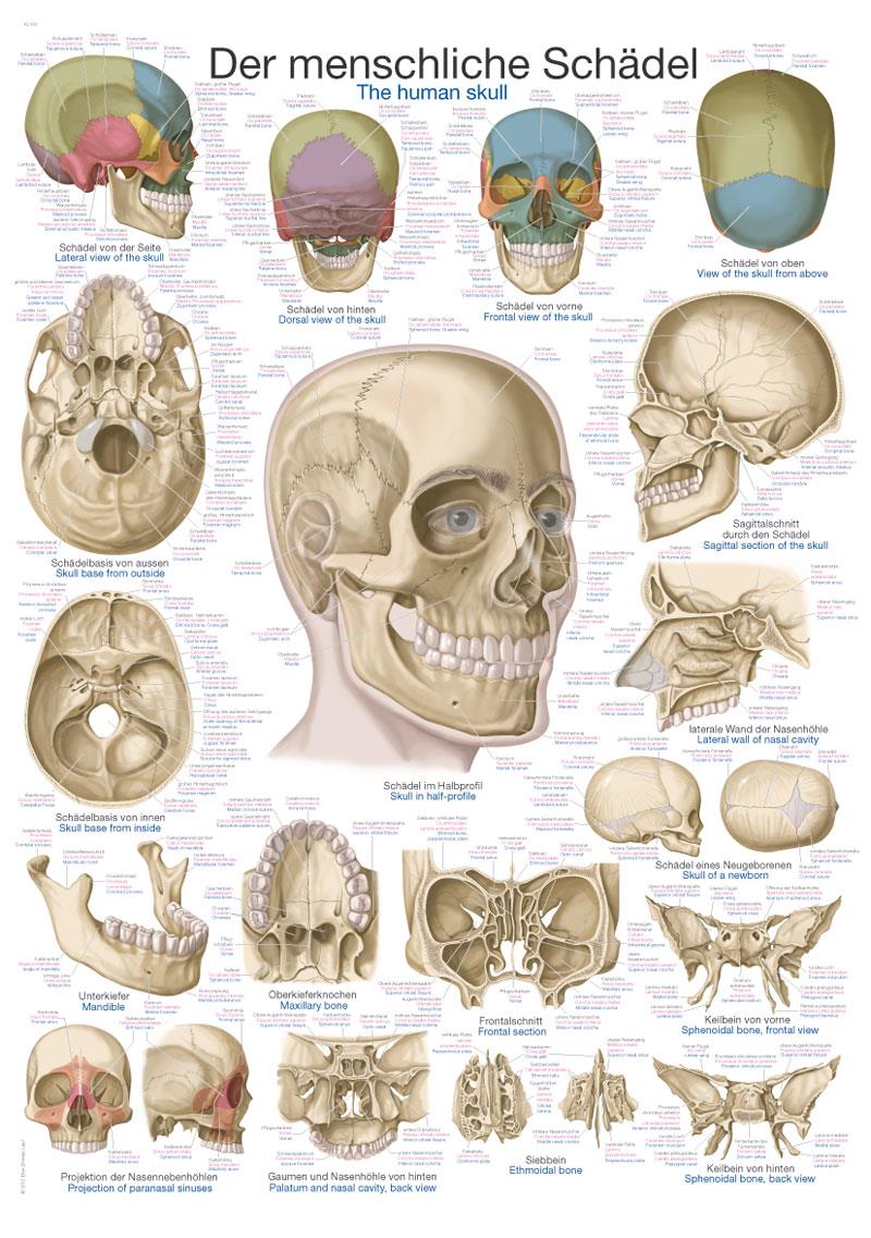 Chart The human skull, 50x70cm