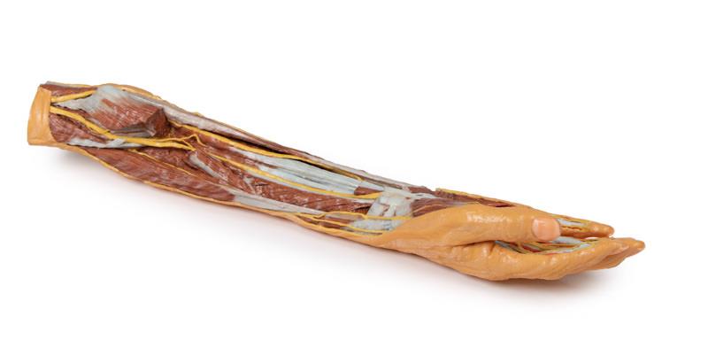 Forearm and hand - superficial and deep dissection