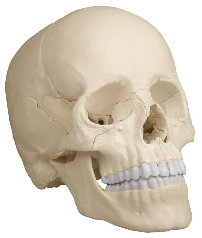 Crâne désarticulable, 22 pièces, type anatomique - EZ Augmented Anatomy