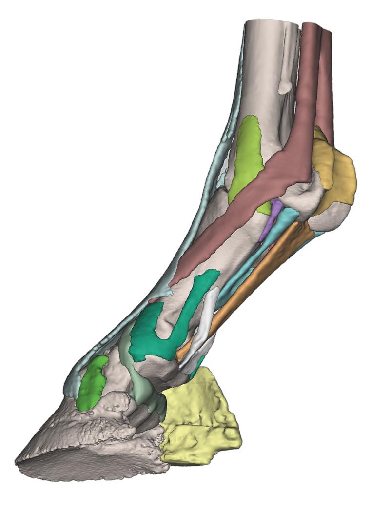 Foot of a horse as model - Model 2