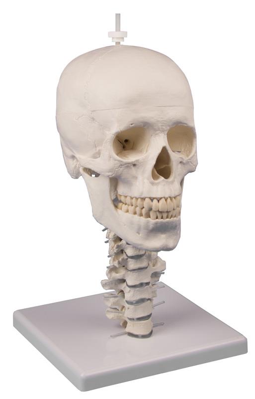 Skull model, 3 parts with skull stand cervical spine
