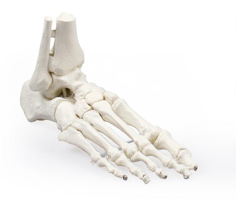 Squelette du pied avec début de tibia et de péroné