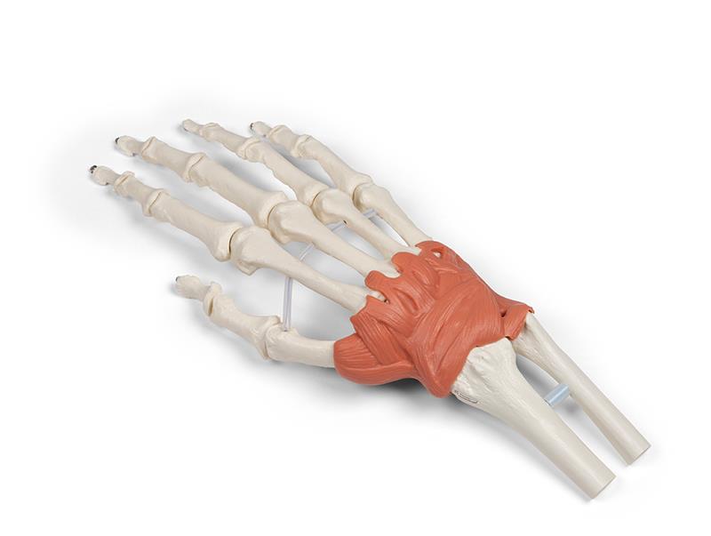 Ligamentous apparatus of the wrist