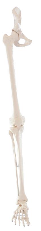 Skeleton of leg with half pelvis