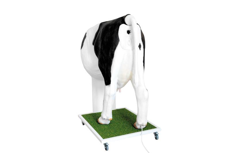 Advanced simulator for artificial insemination (AI) of the cow