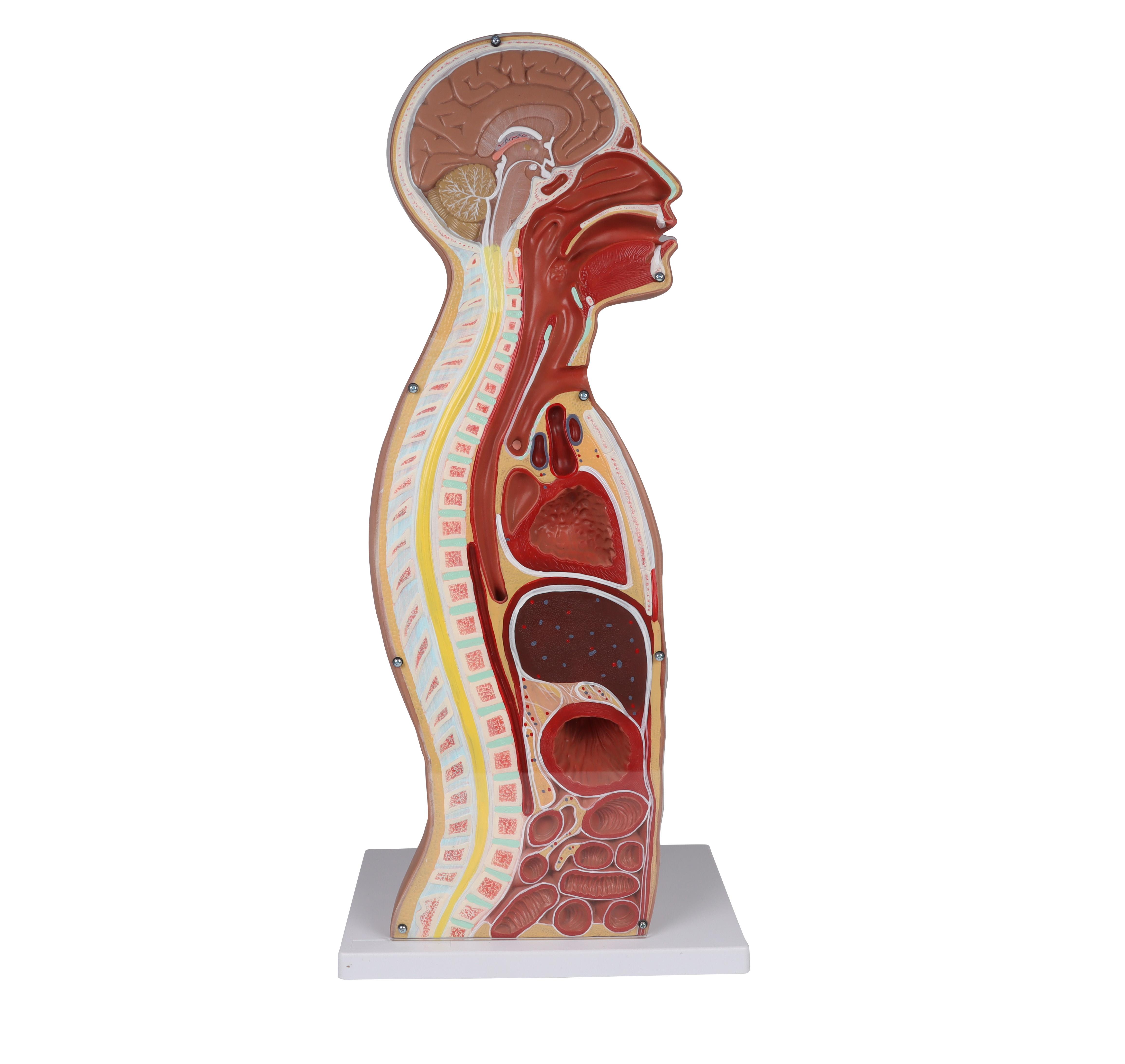 NG-&-Tracheostomie-Torso-lebensgroß