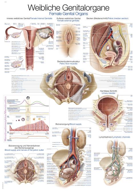 Chart female genital organs, 50x70cm
