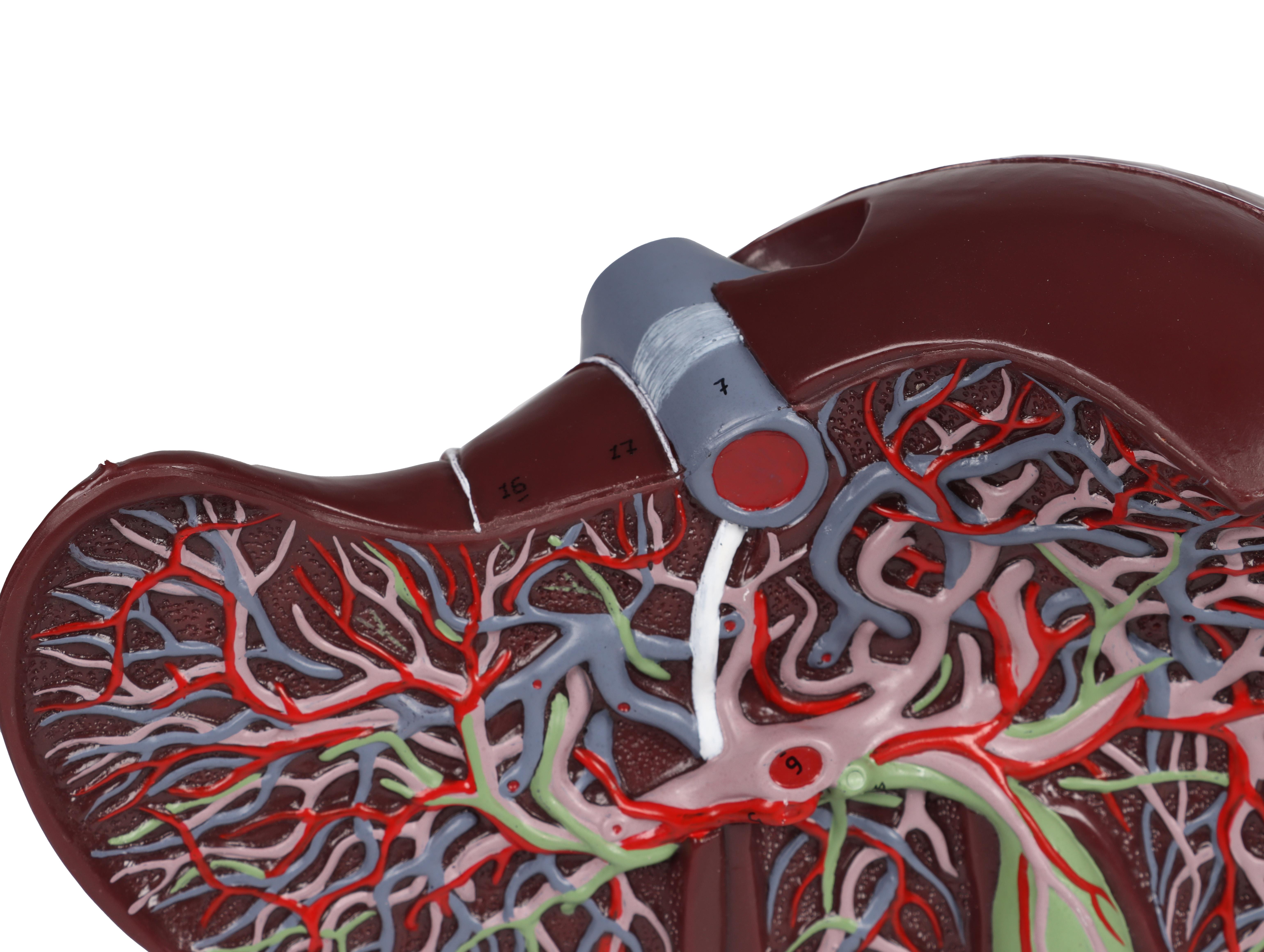 Human-liver-1.5-times-life-size-3