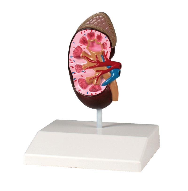 Kidney model, life size - EZ Augmented Anatomy