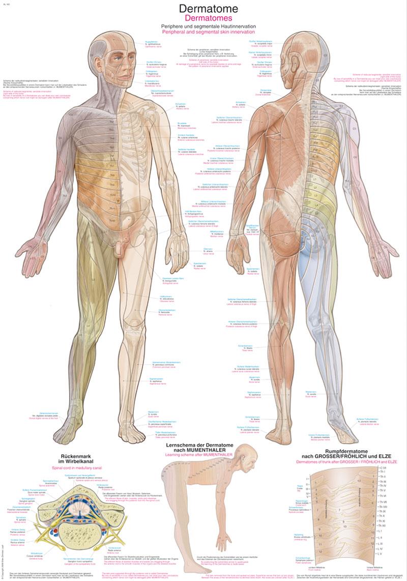 Chart Dermatomes, 50x70cm