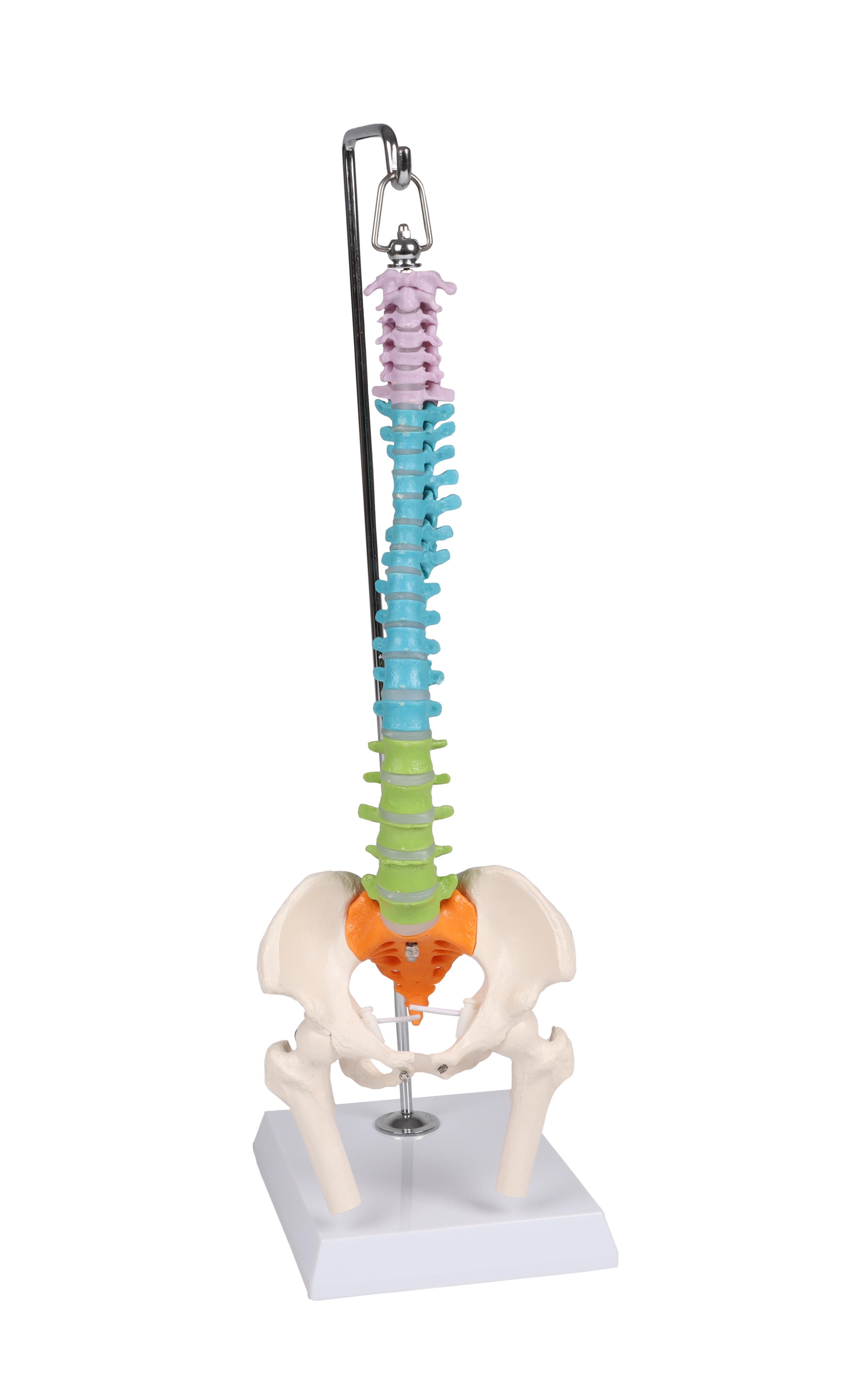 Flexible-Miniaturwirbelsäule-didaktisch