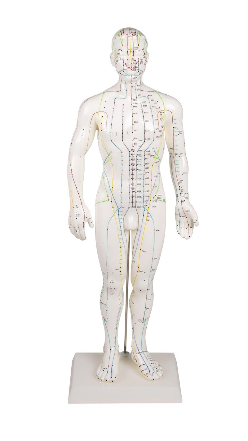 Chinese acupuncture figure, male