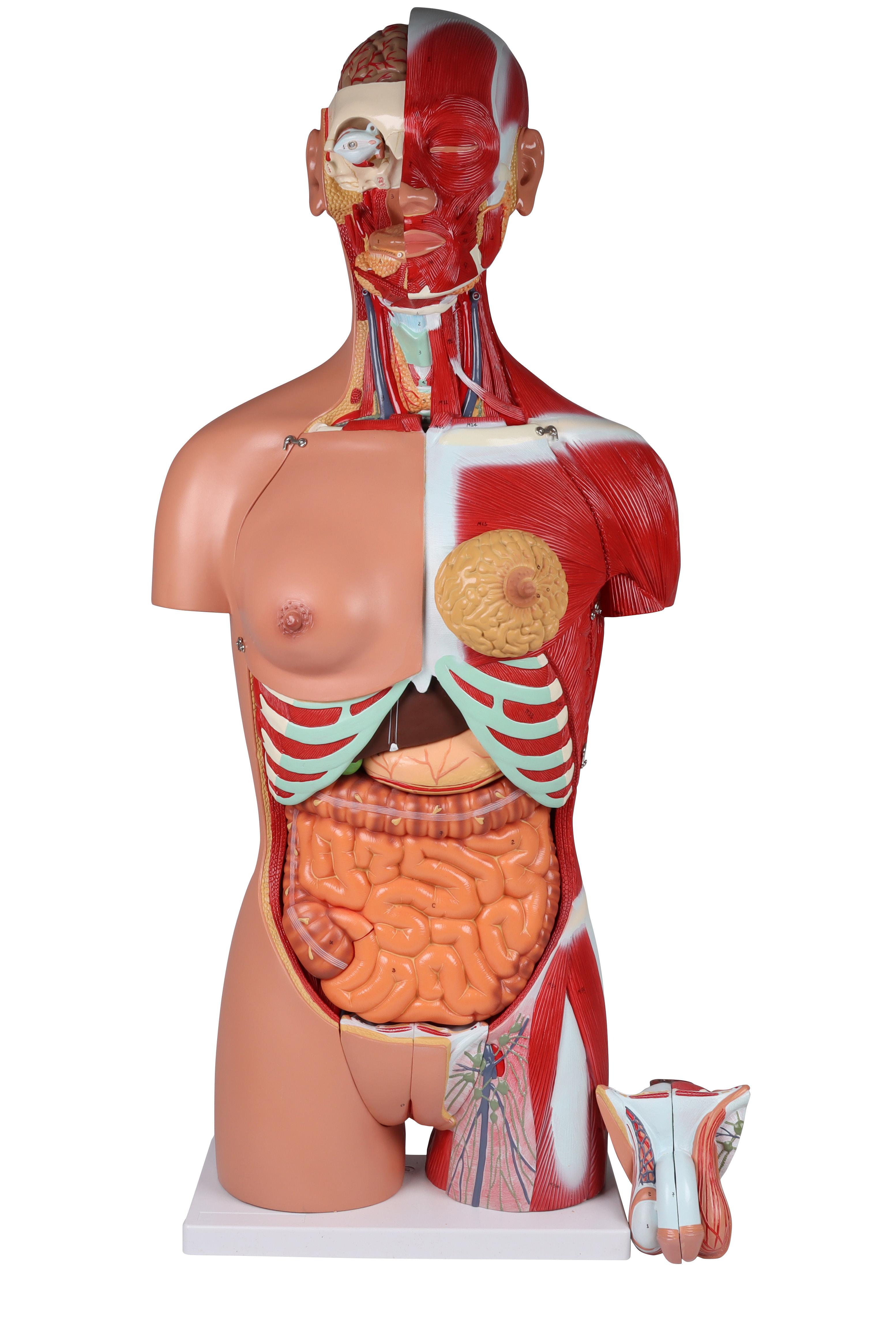 Zweigeschlechtlicher-Torso-mit-offenem-Rücken-28-teilig