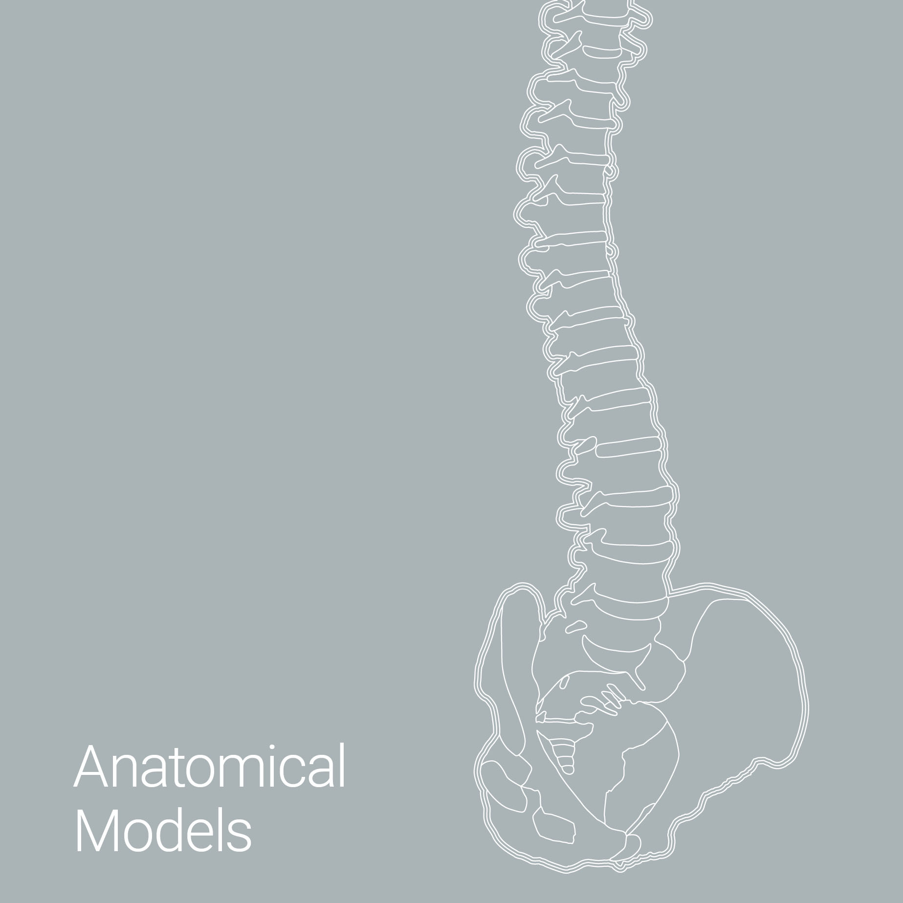 anatomical models - product catalogue