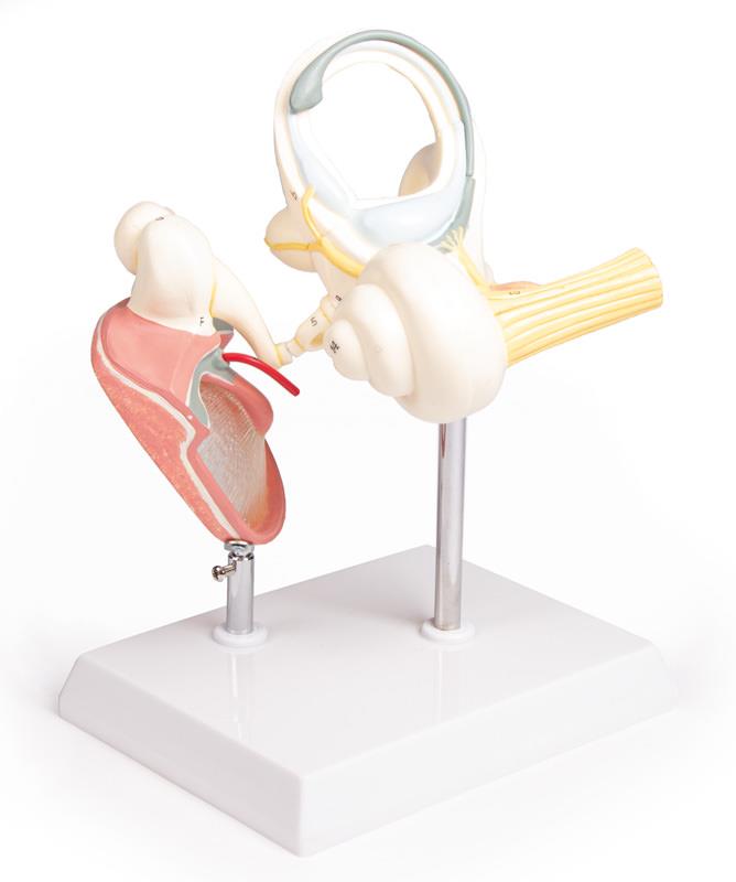 Labyrinth with Ossicles and Tympanic Membrane