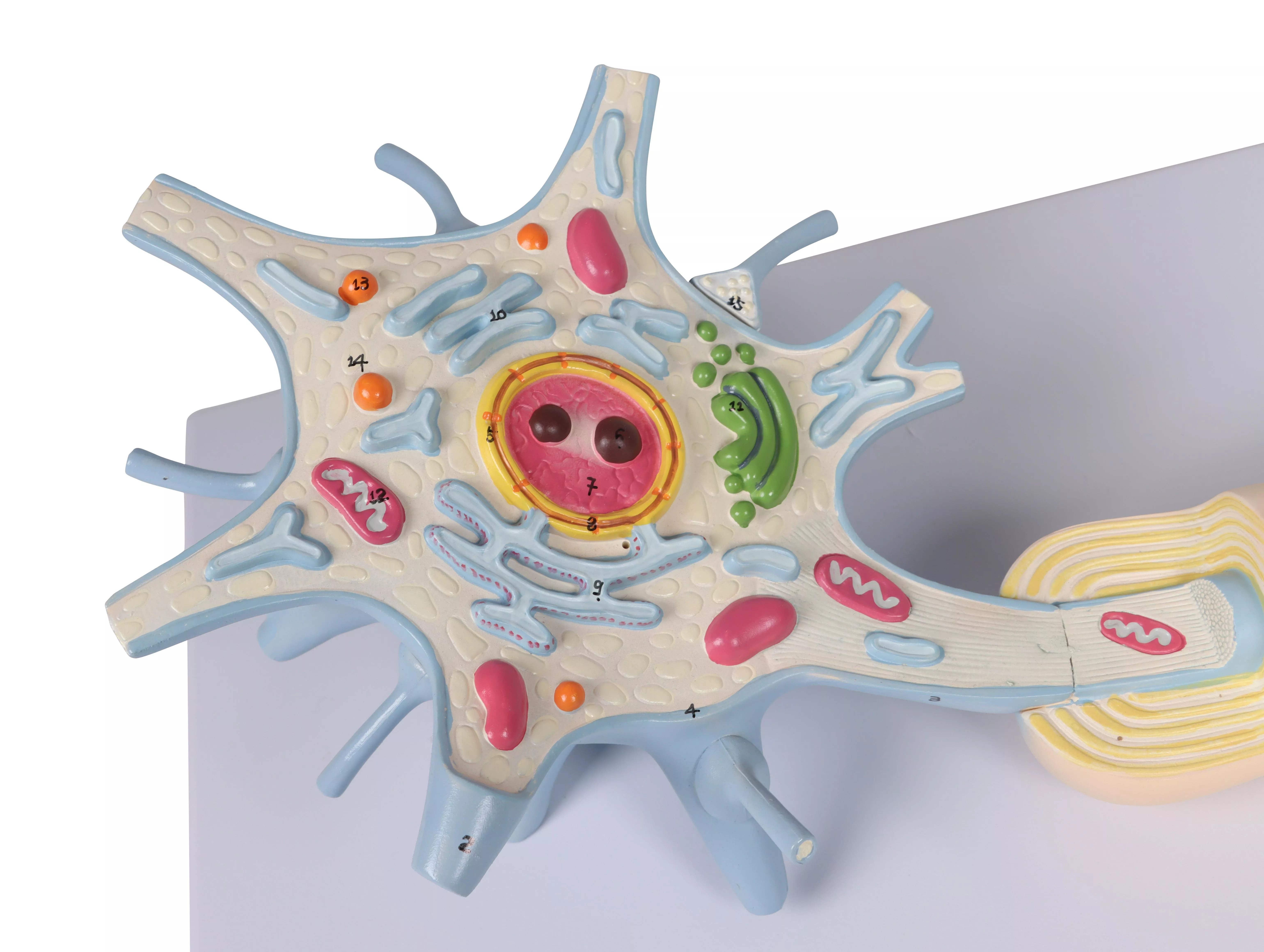 Neuron-3000-fache-Größe-2-teilig-2