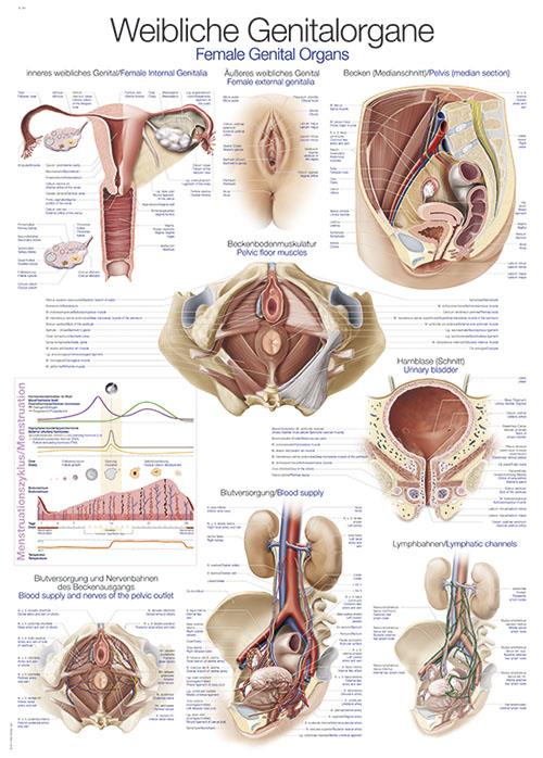 Chart Female genital organs, 70x100cm