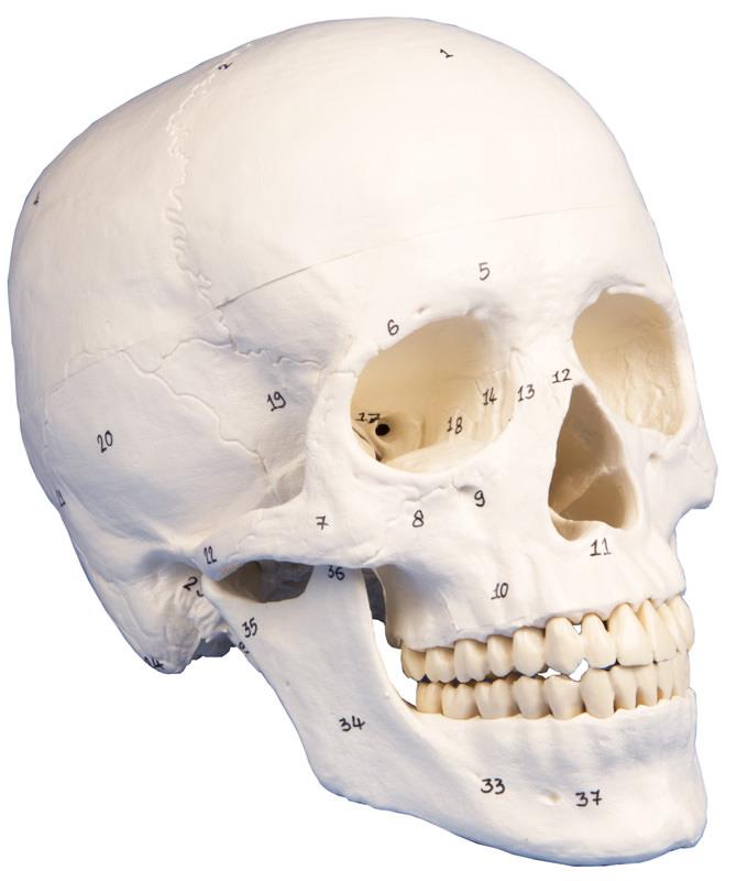 Crâne humain, 3 parties, numéroté