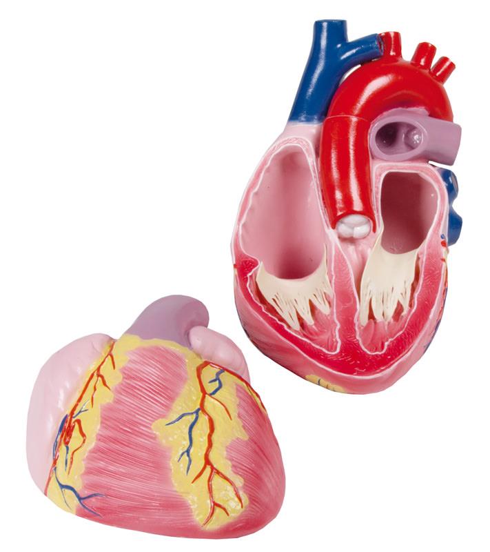 Giant heart model, 3 time life size, 2 parts - EZ Augmented Anatomy