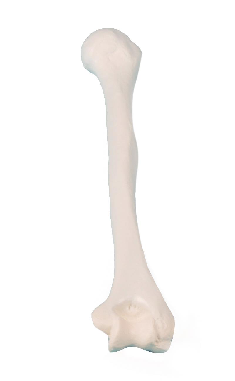 Humerus (upper arm)