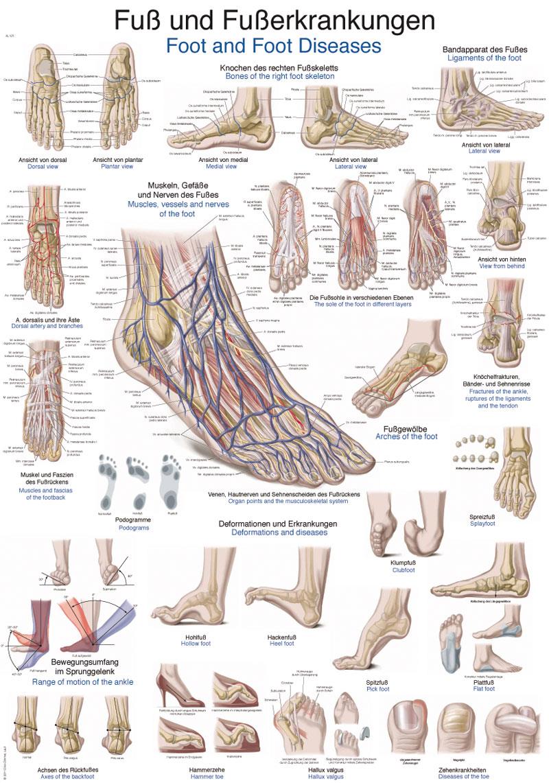 Chart Foot and foot diseases, 70x100cm