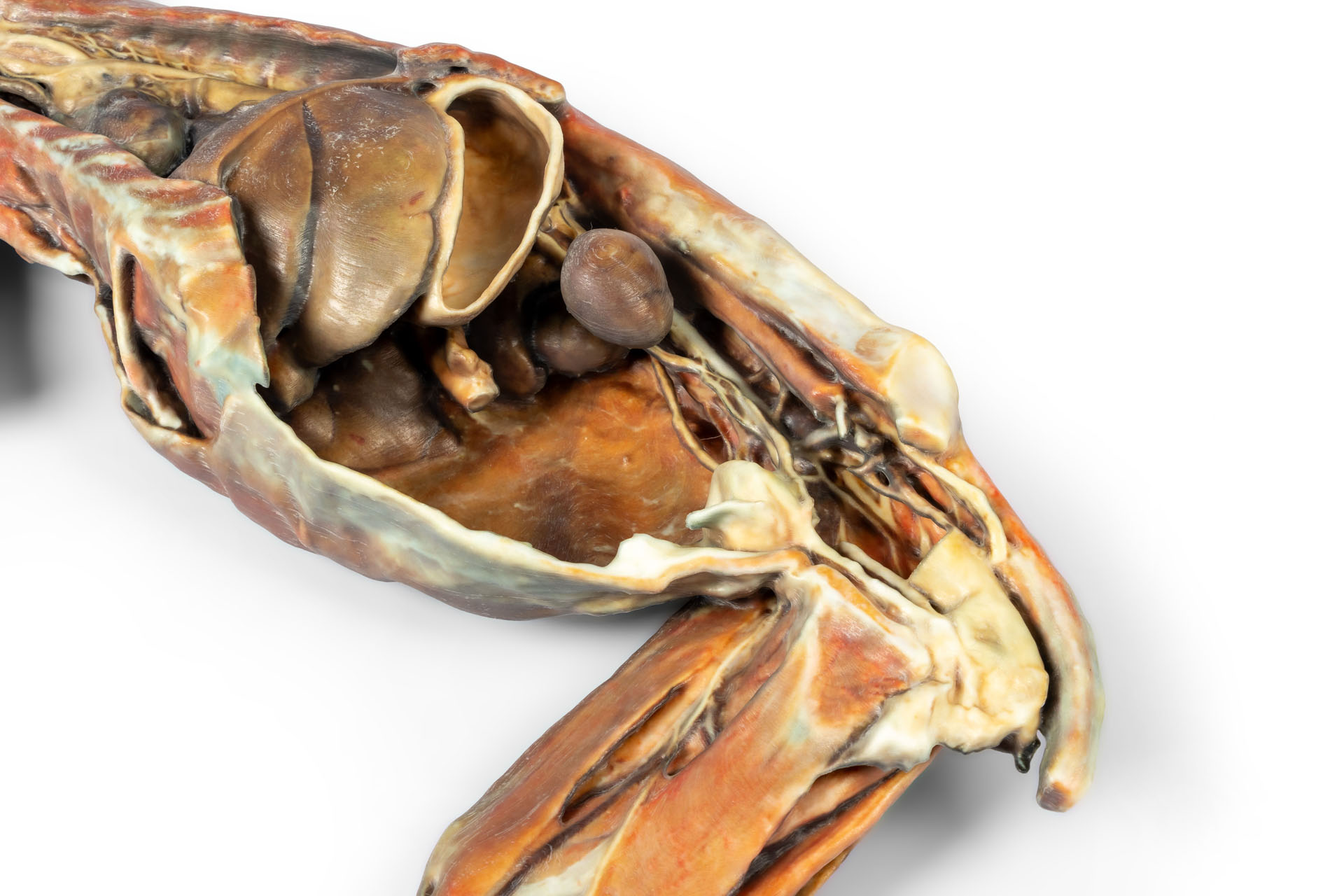 Cat Specimen (whole body)