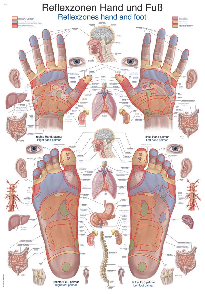 Lehrtafel "Reflexzonen Hand und Fuß", 70x100cm