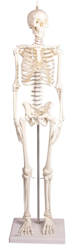 Miniatur-Skelett „Paul“ mit beweglicher Wirbelsäule